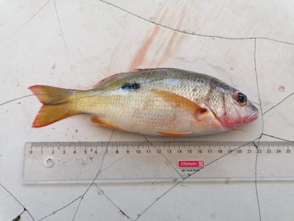 Fish Barcoding and Functional Ecological Workshop Fish Barcoding and Functional Ecological Workshop