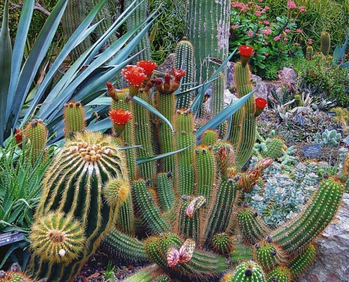 botanical-garden