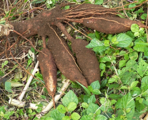 cassava-285033_960_720