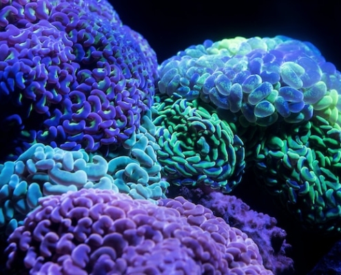 Celebrating Africa day of seas and oceans