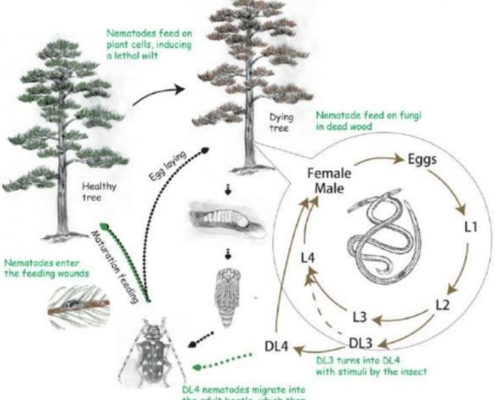 Impact of Pathogens on Agricultural Production Workshop