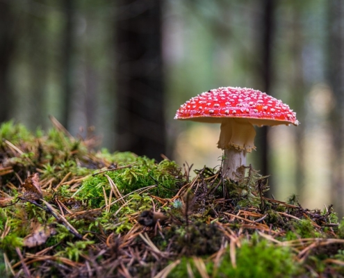 Mushrooms make Africa great again