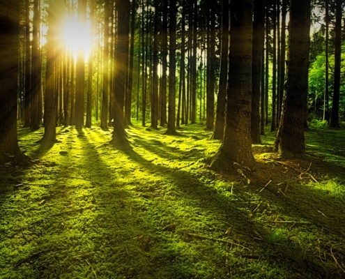 Plant scientist hopes to keep the forestry industry alive