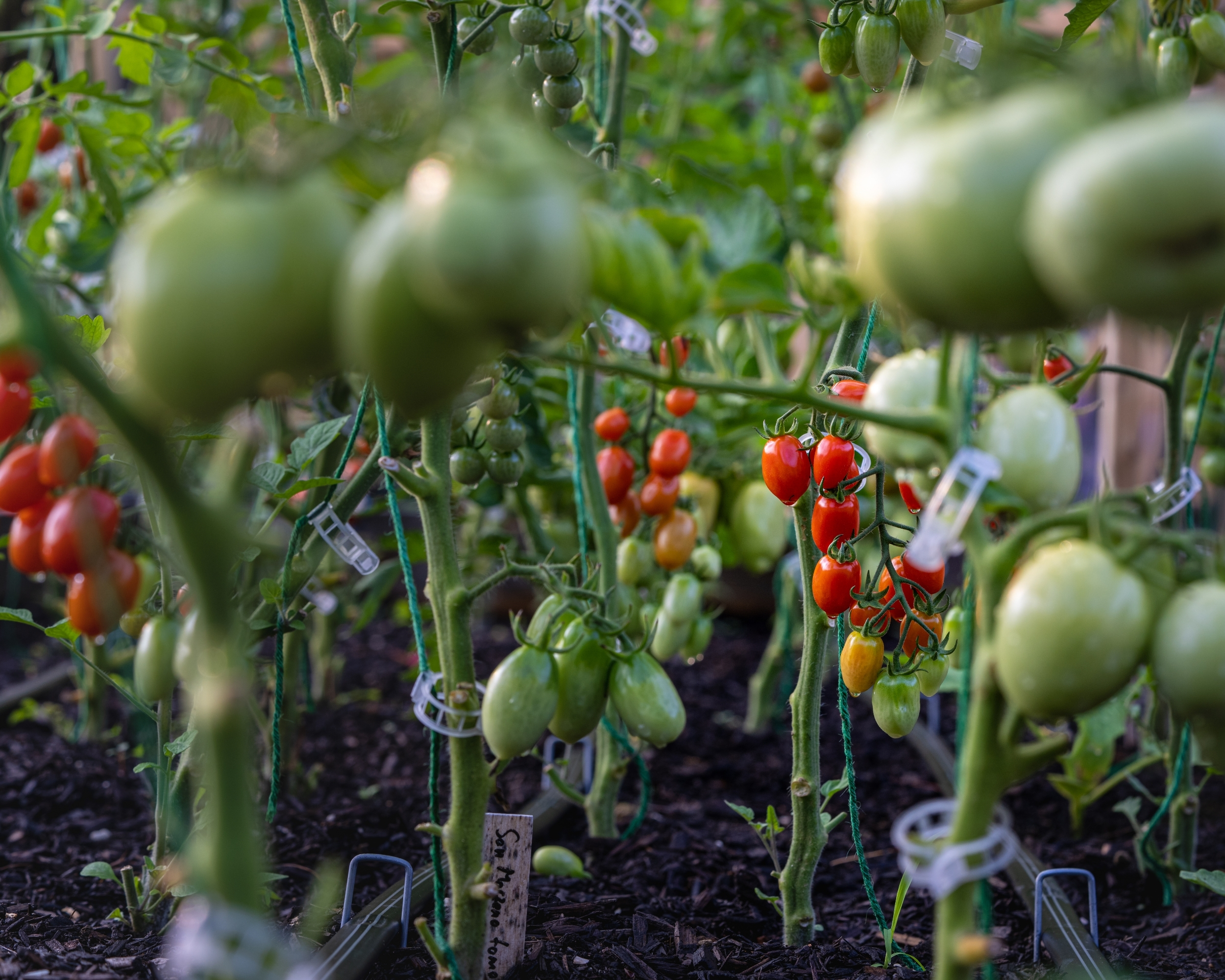 The Tomato Paradox: When abundance meets shortage in Africa’s food systems