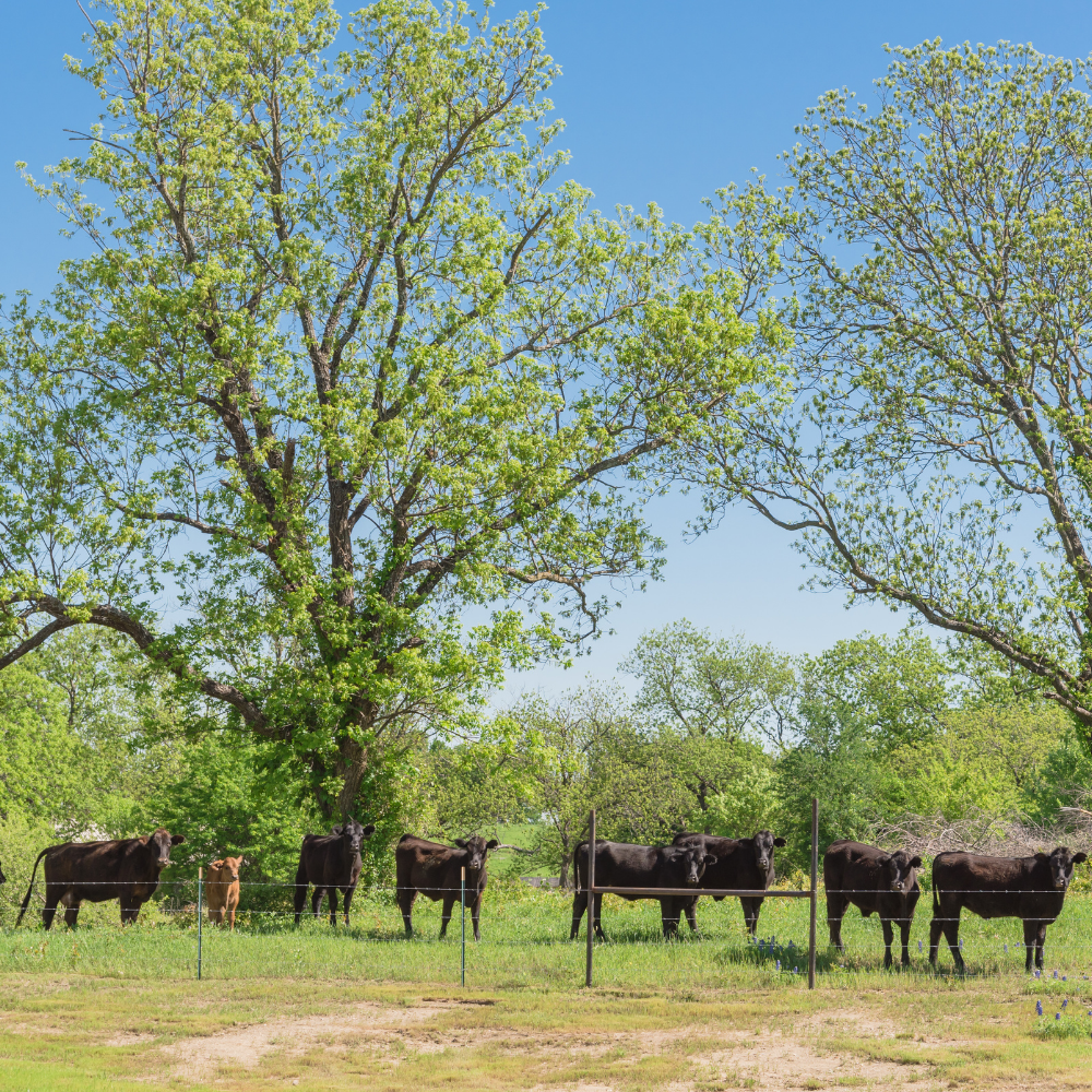 Indigenous trees might be the secret to climate resilient dairy farming in Benin