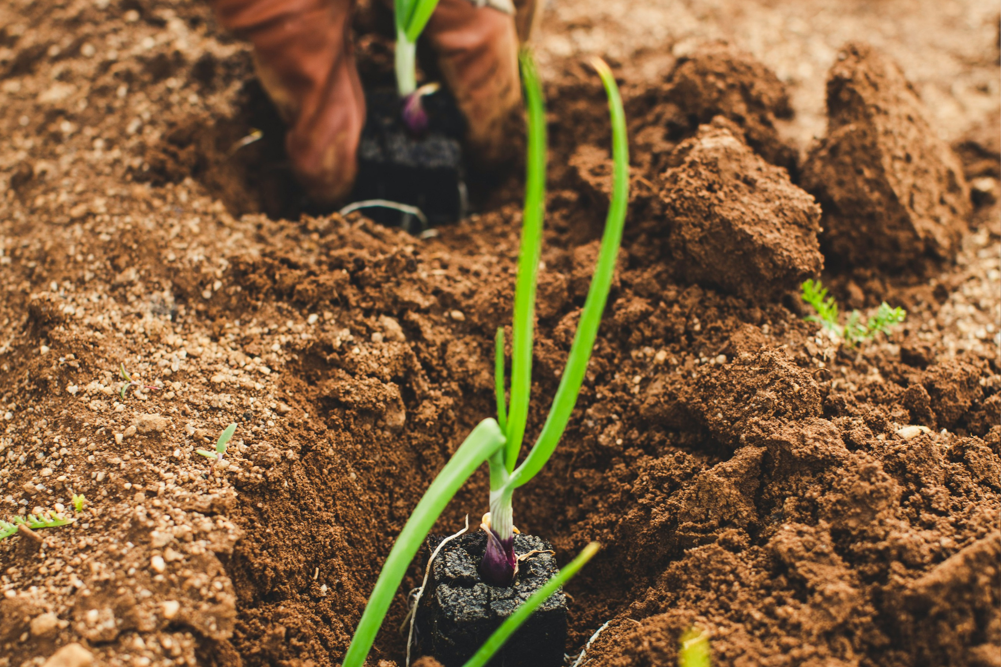 AgriHero Challenges 2026 Launches to Back Africa’s Next Wave of Agricultural Innovation